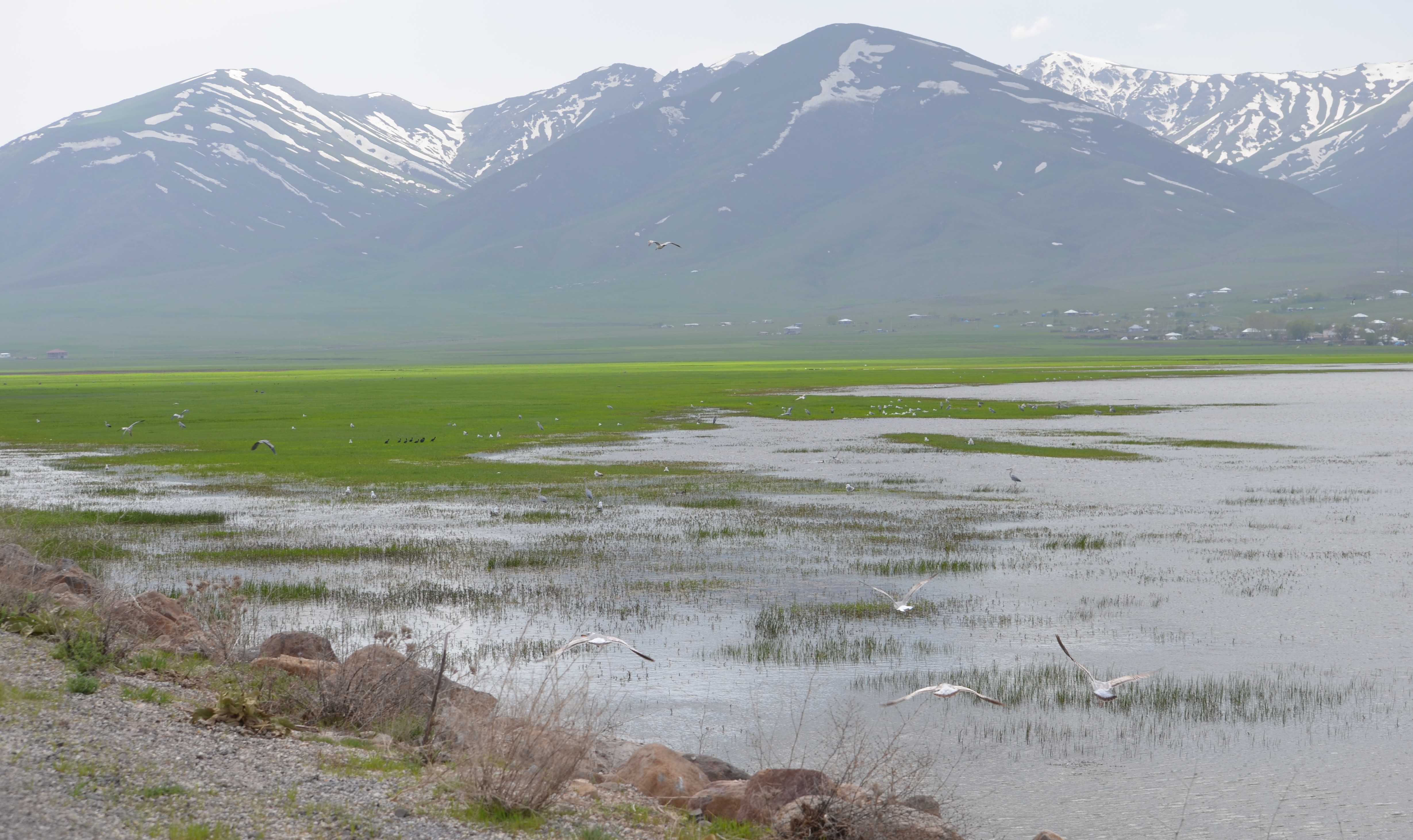 Haçlı Gölü Kuş Çeşitliliği - Kopya.JPG